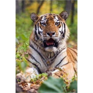 3D postkaart "Amuuri tiiger"