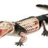 4D Anatoomiamudel Krokodill