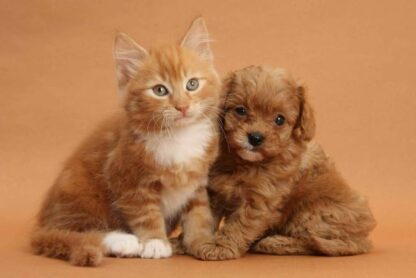 3D Postkaart Cavapoo Pup and Kitten