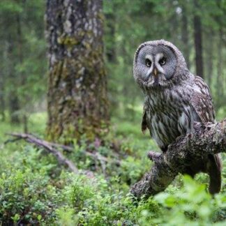 3D Postkaart Great Grey Owl - Finland