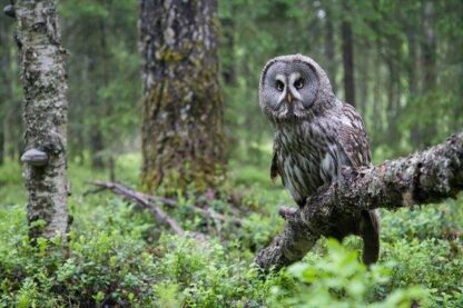 3D Postkaart Great Grey Owl - Finland