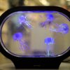 Meduuside akvaarium
