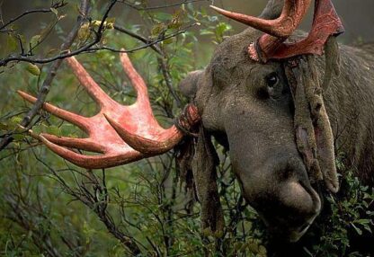 3D Postkaart Moose - Sweden
