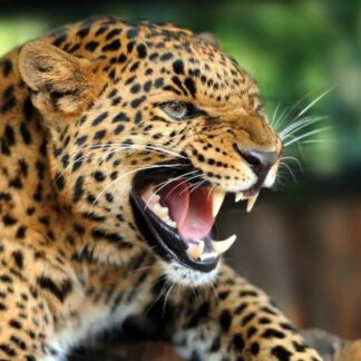 3D magnet "Leopard"