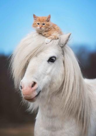 3D postkaart "Hobune ja kass"