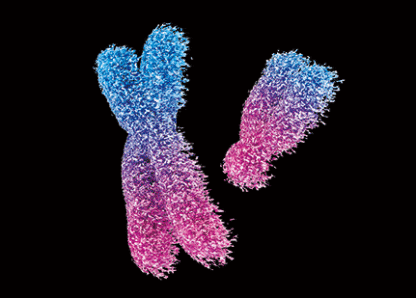 3D postkaart "Kromosoomid"