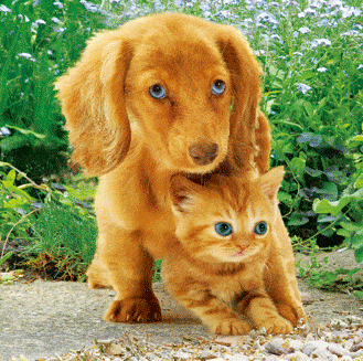 3D postkaart "Kass ja koer"