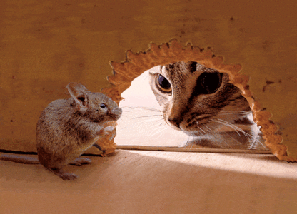 3D postkaart "Kass ja hiir"