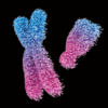 3D postkaart "Kromosoomid"