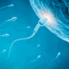3D postkaart "Sperma ja munarakk"