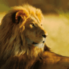 3D postkaart "Lõvi"
