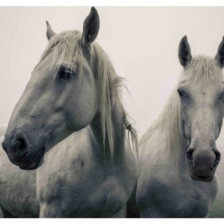 3D postkaart "Valged hobused"