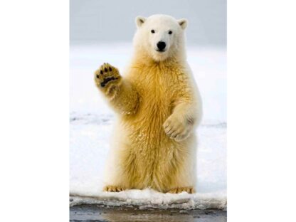 3d postkaart lehvitav jääkaru