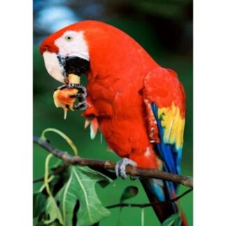 3d postkaart papagoi