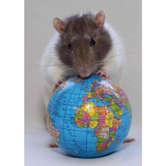3d postkaart rott maakeraga