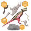 Discovery Mindblown Türannosauruse anatoomiamudel