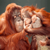 3D postkaart "Orangutan"