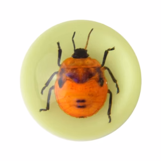 Magnet Lillelutikas