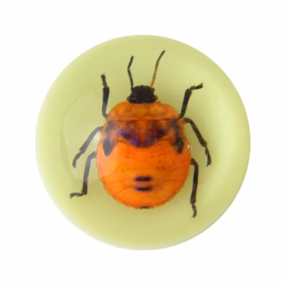 Magnet Lillelutikas