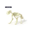 Väljakaevamiskomplekt "Smilodon"