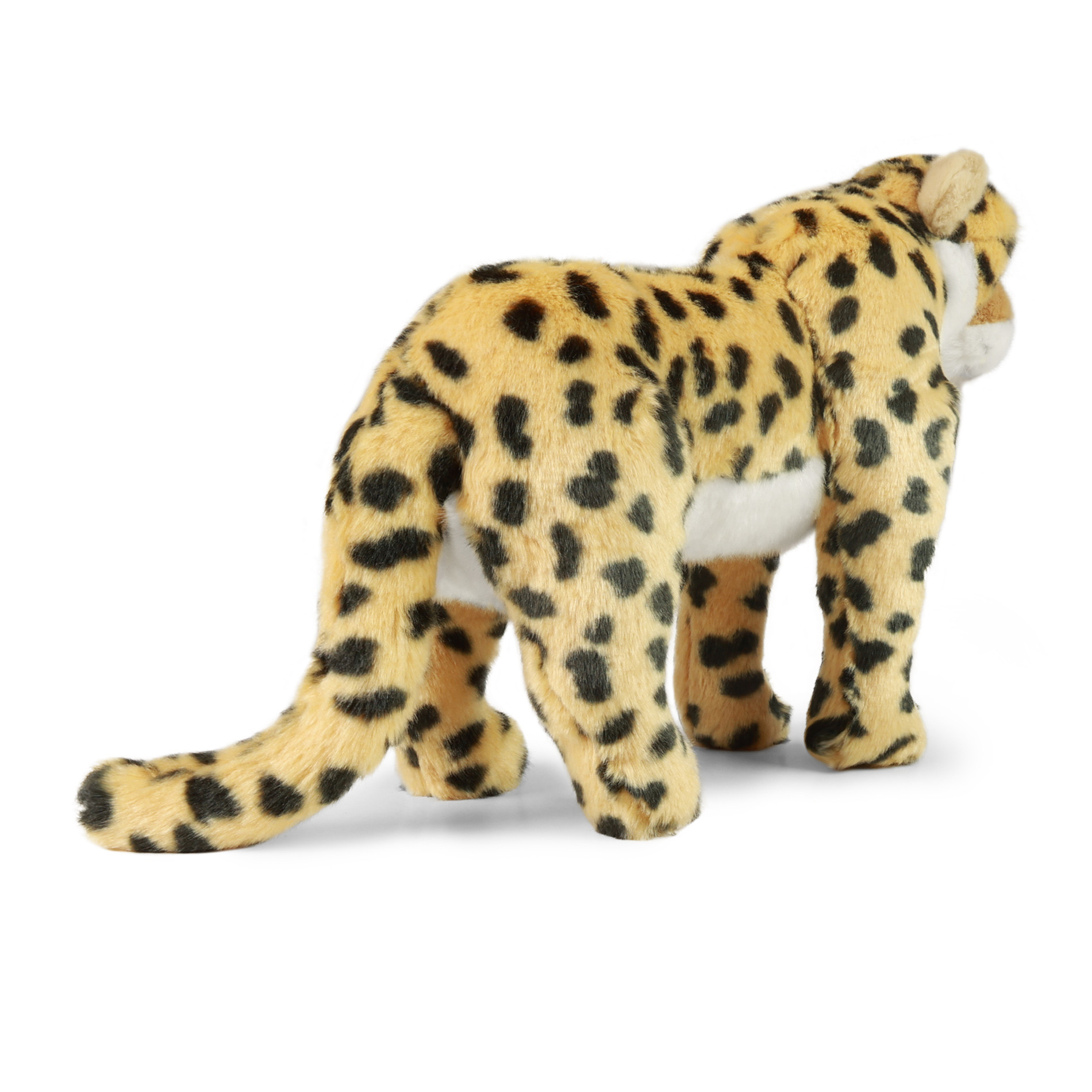 Rappa Gepard
