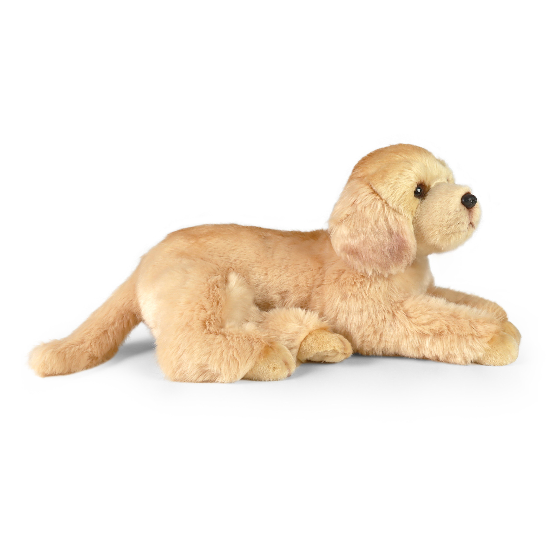 Rappa Kuldne retriiver